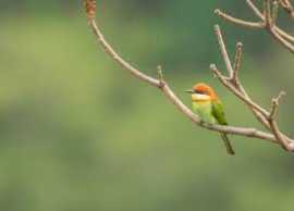 Best Birding in Okhla, Noida