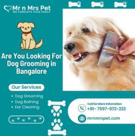 Best Dog Grooming at Home in Bangalore , Bengaluru