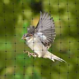 best Bird safety nets in Bangalore, Bengaluru