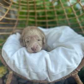 Golden Doodle Puppies Near Me, Abbeville