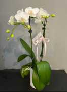Office Flower Arrangements | Birchbox Flowers, Yarraville