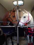 Affordable Horse Transport in California , Joshua Tree