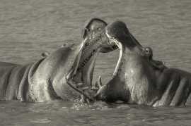 Discover Tanzania: A Photographer's Dream Safari!, New York