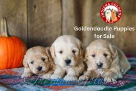 Goldendoodle Puppies for Sale Indiana -Top Breeder, Bedford