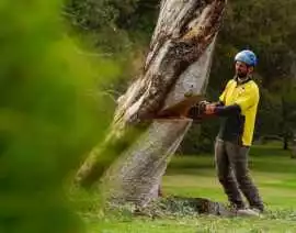 Tree Removal in Canberra, Canberra