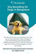 Day Boarding for Dogs in , Bengaluru