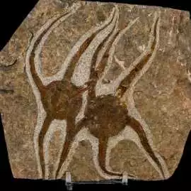 Ordovician Brittlestar & Starfish Fossils – CO, $ 140