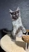 Kittens for Sale in Wisconsin: Healthy Kittens, Milton