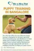 Puppy Training in , Bengaluru