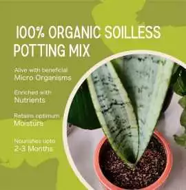 potting mix for indoor plants, Bengaluru