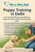Puppy Training in , Delhi