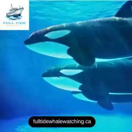Experience Whale Watching on the East Coast