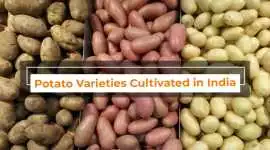 The Varieties of potatoes in India and their Nutri, Noida