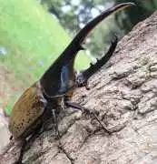 Top Quality Live Rhino Beetles for Sale , Rowland Heights
