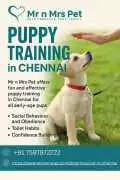 Puppy Training in , Chennai