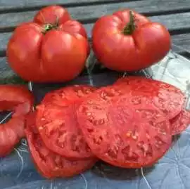 Buy Fresh Heirloom Tomatoes Online| Fresh Focus Fo, d.ed 41