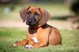 Rhodesian Ridgeback Puppies For Sale In Faridabad, ¥ 98,500