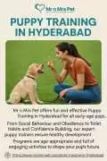 Puppy Training in , Hyderabad