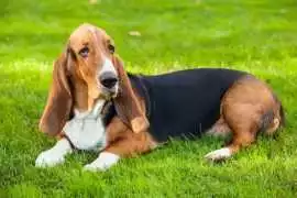 Basset Hound Puppies For Sale In Faridabad, ¥ 97,000
