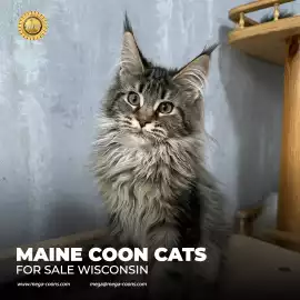 Maine Coon for Sale in Wisconsin: An Adorable Pet, Milton