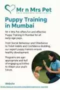 Puppy Training in , Mumbai