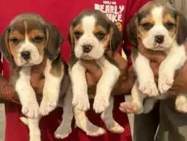 Beagle Puppies For Sale In Faridabad, ¥ 38,500