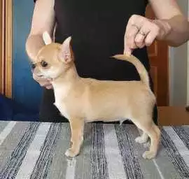 Chihuahua Puppies For Sale In Faridabad, ¥ 68,000