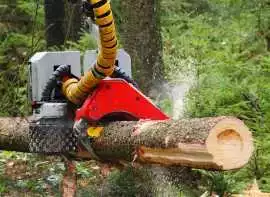 Best Tree Surgeon Belfast for Expert Tree Care, Belfast