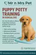 Puppy Potty Training in , Bengaluru