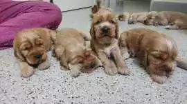 Cocker Spaniel Puppies For Sale In Faridabad, ¥ 67,000