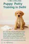 Puppy Potty Training in , Delhi