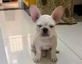 French Bulldog Puppies For Sale In Faridabad, ¥ 72,000
