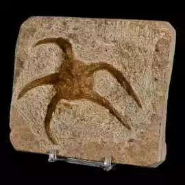 Echinoderm Fossils for Sale – Shop Now , $ 72