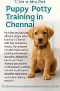 Puppy Potty Training in , Chennai