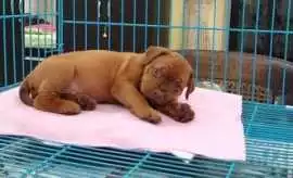 French Mastiff Puppies For Sale In Faridabad, ¥ 67,000