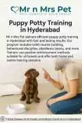 Puppy Potty Training in , Hyderabad