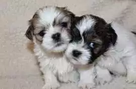 Lhasa Apso Puppies For Sale In Faridabad, ¥ 48,000