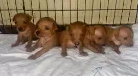 Miniature pinscher Puppies For Sale In Faridabad, ¥ 48,000