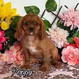 King Charles Spaniel Puppy Rice , Miami