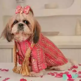 Festive Dog Clothes for Paw-some Rakhi Celebration, New Delhi