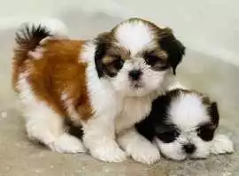 Shih Tzu Puppies For Sale In Faridabad, ¥ 48,000