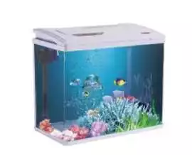  Aquarium Supplies Abu Dhabi - Famous Pets , Abu Dhabi