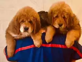 Tibetan Mastiff Puppies For Sale In Faridabad, ¥ 112,400