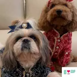 Dog Clothes for Rakhi, New Delhi