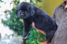 Newfoundland Puppies For Sale In Kochi, $ 112,000