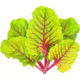 Buy Organic Red Chard Online Dubai - Swiss Chard, meninggal 15