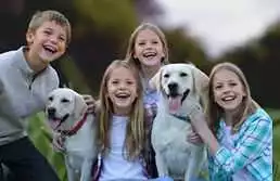 Labrador Retriever Dog Breeder Near Me, Spring Valley