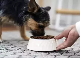 Canine Diet Webinar NYC, New York