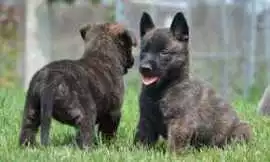 Dutch Shepherd Puppies For Sale In Kochi, $ 87,000