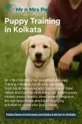 Expert Puppy Training in , Kolkata